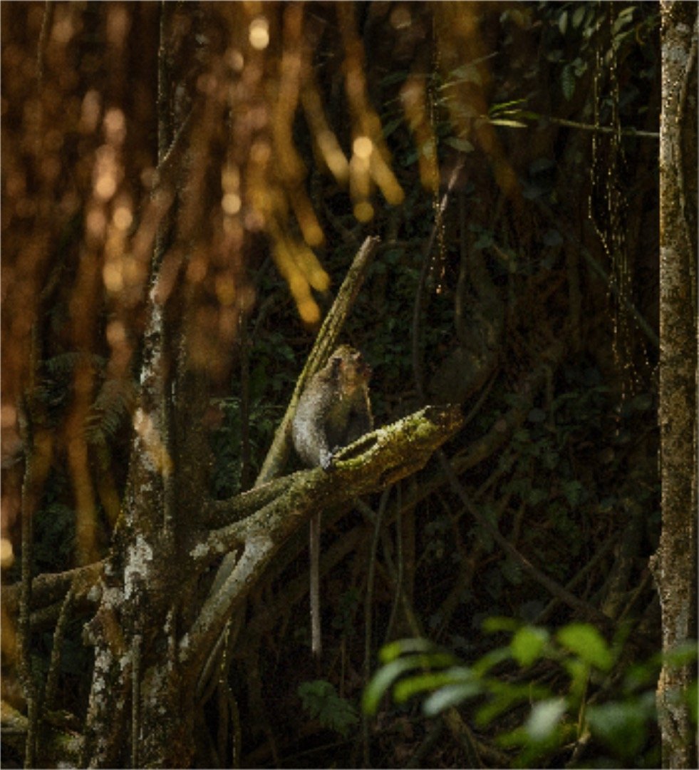 The Sacred Monkey Forest